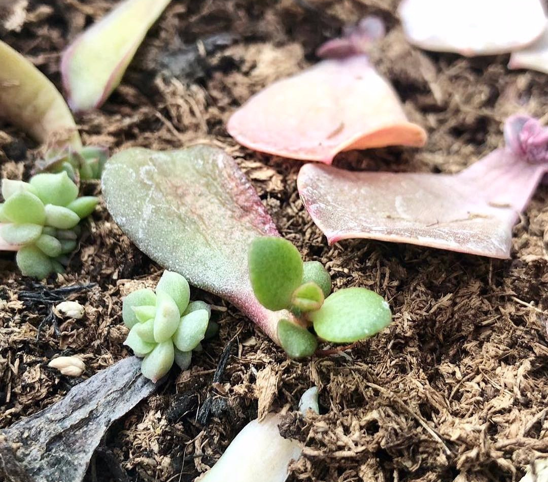 How to propagate succulents from leaves - Little Terraced House