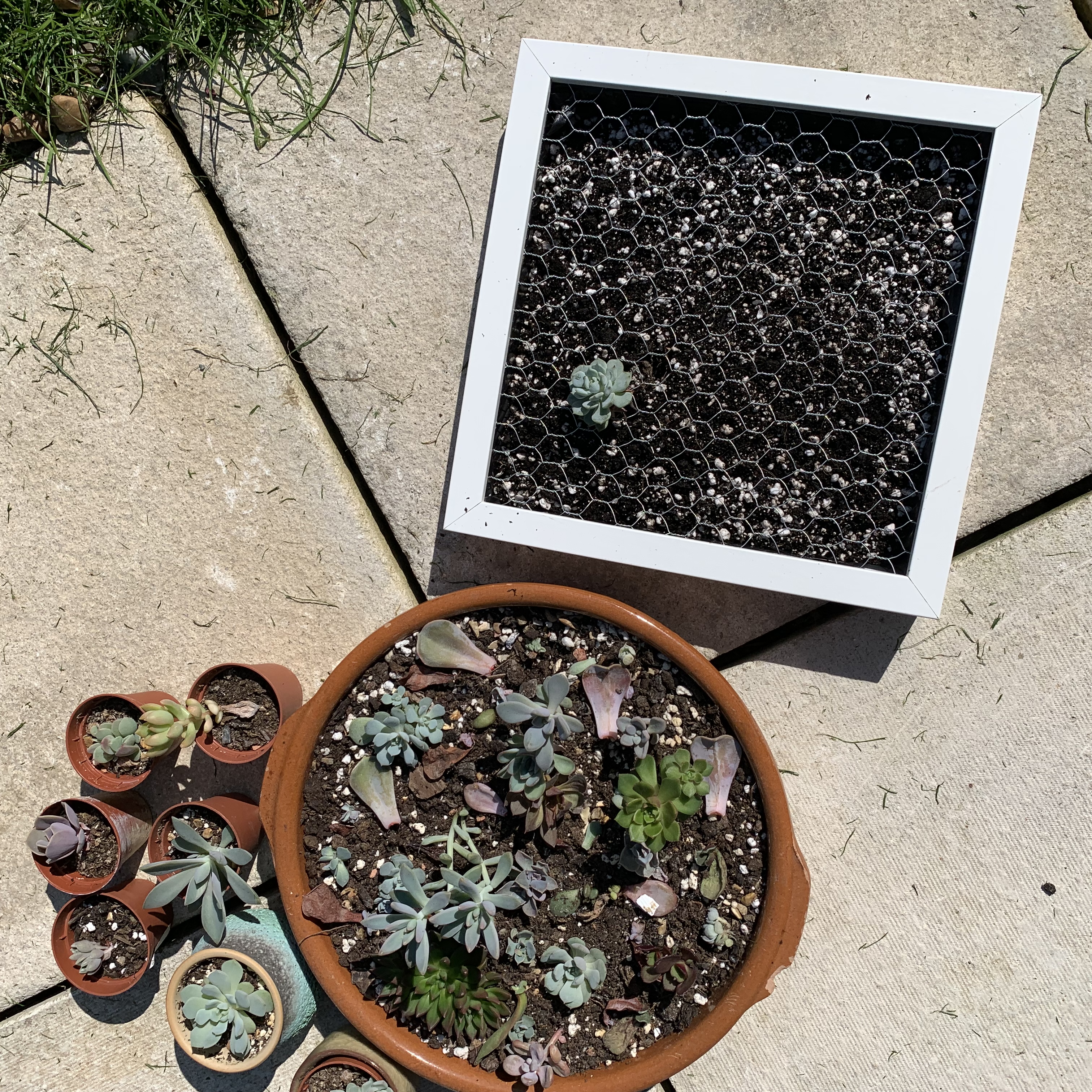 How to make a succulent box frame planter - Little Terraced House